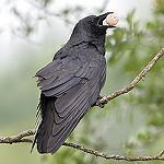 Рыбная ворона / Corvus ossifragus
