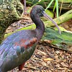 Ibises, Spoonbills / Threskiornithidae photo