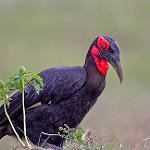 Кафрский рогатый ворон / Bucorvus leadbeateri