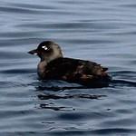 Алеутская конюга / Ptychoramphus aleuticus