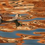 Spot-flanked Gallinule / Porphyriops melanops
