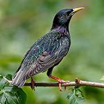 Обыкновенный скворец / Sturnus vulgaris