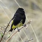 Black Siskin / Spinus atratus