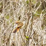 Berlepsch's Canastero / Asthenes berlepschi
