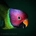 Plum-headed Parakeet / Psittacula cyanocephala