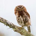 Andean Pygmy Owl / Glaucidium jardinii