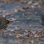 Red Spurfowl / Galloperdix spadicea