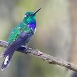 Purple-bibbed Whitetip / Urosticte benjamini