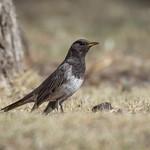 Black-throated Thrush / Turdus atrogularis