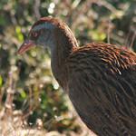 Chestnut Forest Rail / Rallicula rubra