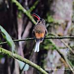 Tawny-bellied Hermit / Phaethornis syrmatophorus