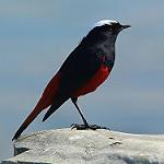 White-capped Redstart / Phoenicurus leucocephalus