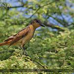 Rufous Flycatcher / Myiarchus semirufus