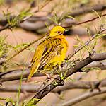 Finn's Weaver / Ploceus megarhynchus