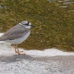 Long-billed Plover / Charadrius placidus