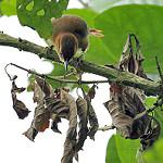 Slaty-winged Foliage-gleaner / Neophilydor fuscipenne