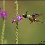 Белохохлая кокетка / Lophornis adorabilis