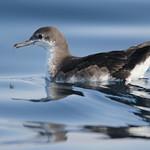 Персидский буревестник / Puffinus persicus