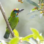 Red-throated Barbet / Psilopogon mystacophanos