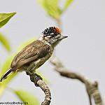 Ochraceous Piculet / Picumnus limae