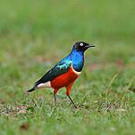 Вилохвостый скворец / Aplonis brunneicapillus