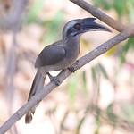 Индийский серый ток / Ocyceros birostris