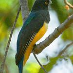 Желтоглазый трогон / Trogon citreolus