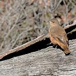 Rufous Treecreeper / Climacteris rufus