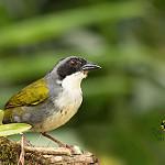 Костариканский тохи / Arremon costaricensis