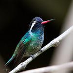 Белоухий колибри / Basilinna leucotis