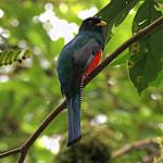 Пестрохвостый трогон / Trogon clathratus
