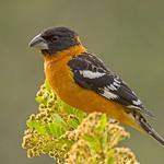 Черноголовый толстонос / Pheucticus melanocephalus