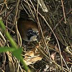 Coraya Wren / Pheugopedius coraya