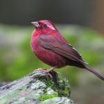Винно-красная чечевица / Carpodacus vinaceus