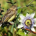 Короткоклювый зерноед / Sicalis luteola