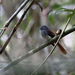 Visayan Fantail / Rhipidura albiventris