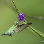 Зелёнохвостый колибри / Polytmus theresiae