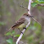 Galapagos Flycatcher / Myiarchus magnirostris