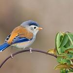 Blue-winged Minla / Actinodura cyanouroptera