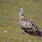 Himalayan Vulture / Gyps himalayensis