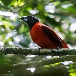 Красно-чёрный толстонос / Periporphyrus erythromelas