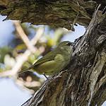 Hawaii Creeper / Loxops mana