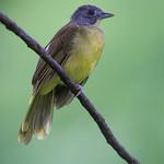 Grey-headed Bristlebill / Bleda canicapillus
