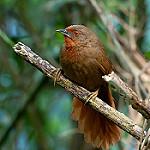Orange-eyed Thornbird / Phacellodomus erythrophthalmus