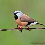 Black-throated Finch / Poephila cincta