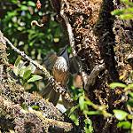 Певчая кустарница / Pterorhinus woodi