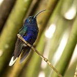 Фиолетовый саблекрыл / Campylopterus hemileucurus