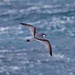 Broad-billed Prion / Pachyptila vittata