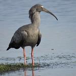 Свинцовый ибис / Theristicus caerulescens