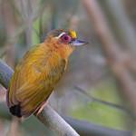 White-browed Piculet / Sasia ochracea